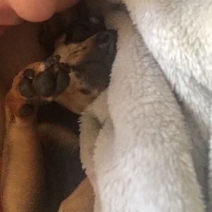 My lazy min pin NFS