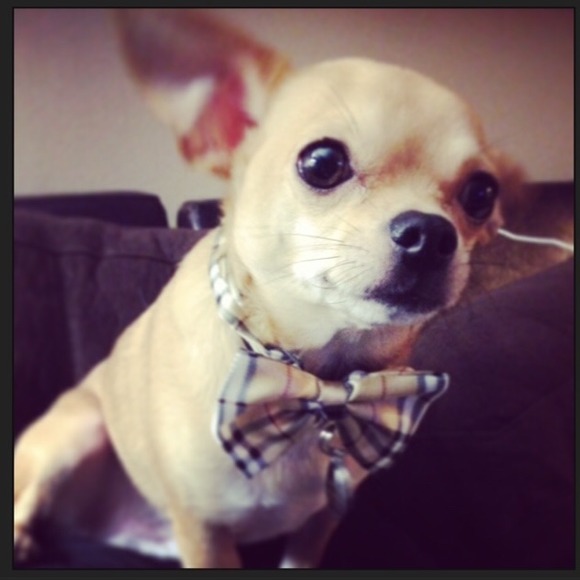 My name is Carmelo ....Buy my mommy's things! :)