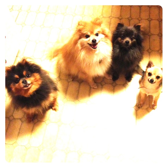 My pups say you should go ahead and buy it!!