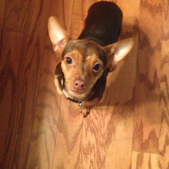 My newest helper, Pixie