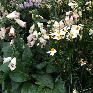 ⭐️BUNDLE for @memitchell3⭐️