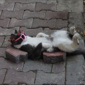 ⭐️BUNDLE for @tttsubasa⭐️