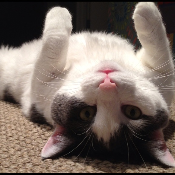 Meet your Posher! - Picture 4 of 4