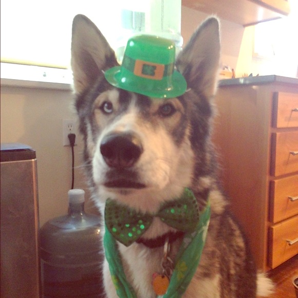 Irish malberian she turns two on saint pattys day