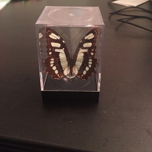 Real Butterfly in a Case