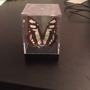 Real Butterfly in a Case