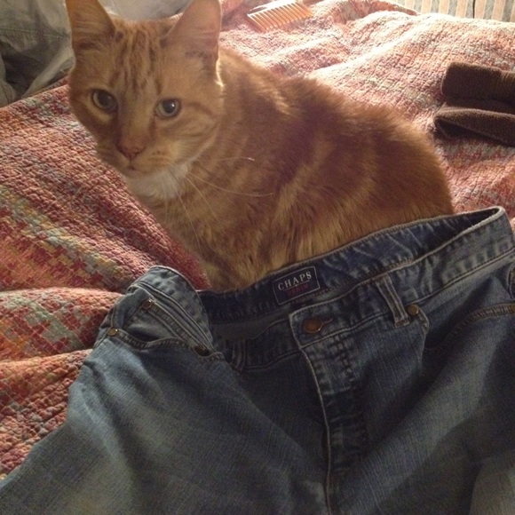 Chaps jeans