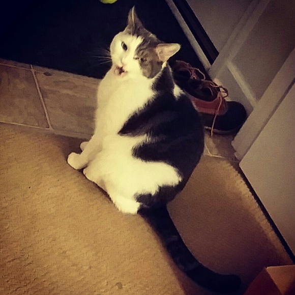 Bundle and Save!!! Note: cat not for sale :)