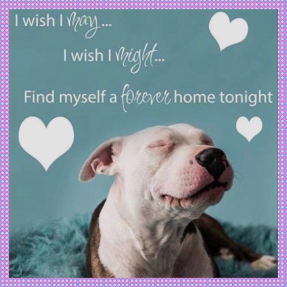 💥💖💥PLEASE FOLLOW ALL POSHMARK RULES💥💖💥 - Picture 2 of 4