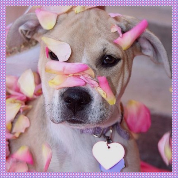 💥💖💥PLEASE FOLLOW ALL POSHMARK RULES💥💖💥 - Picture 3 of 4