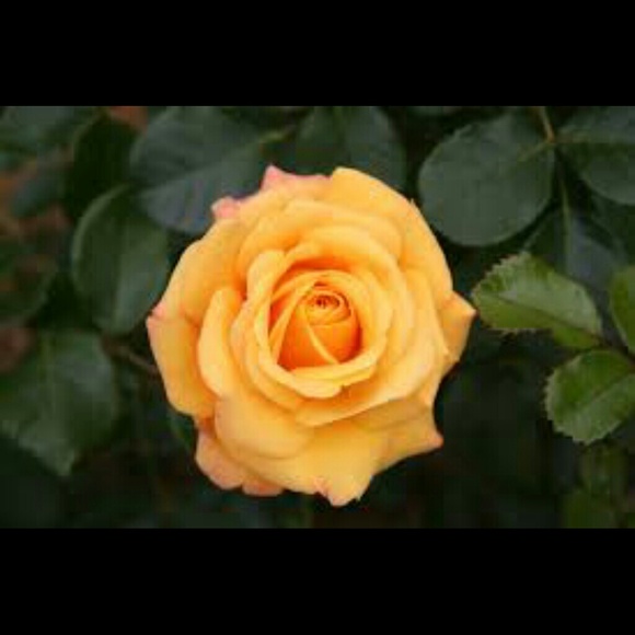 Bundle for @bookworm98