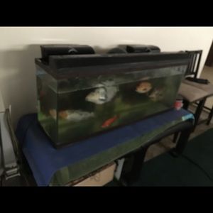 55galon aquarium