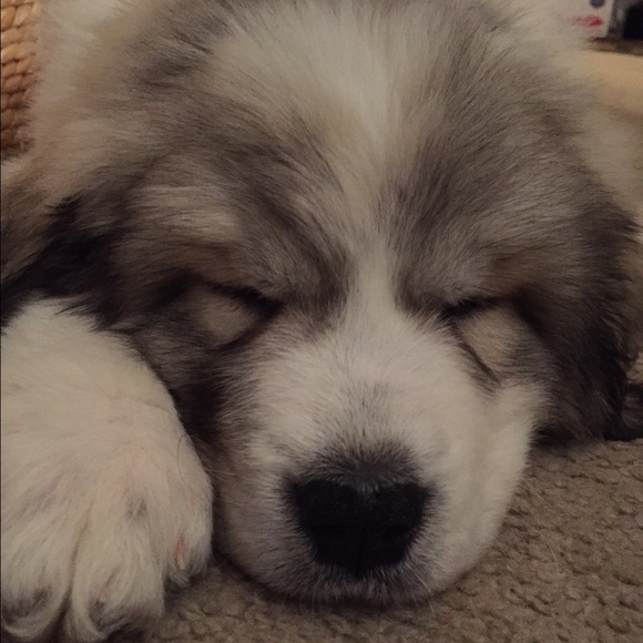 Bella