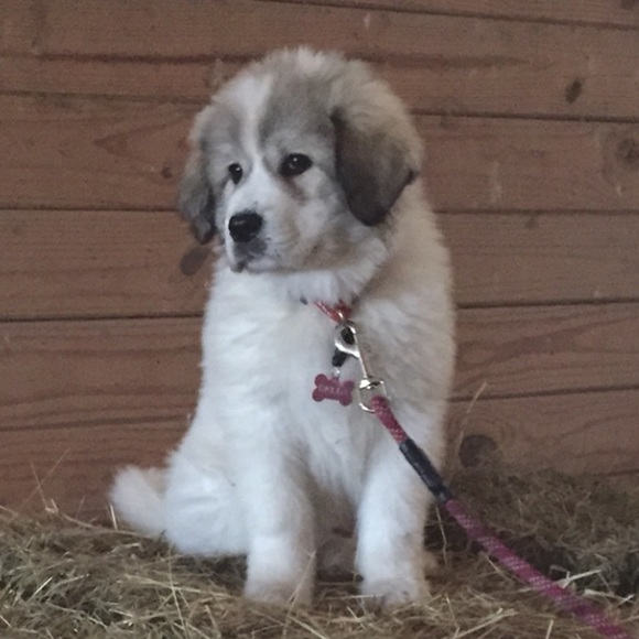 Bella - Picture 2 of 3
