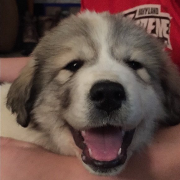 Bella - Picture 3 of 3