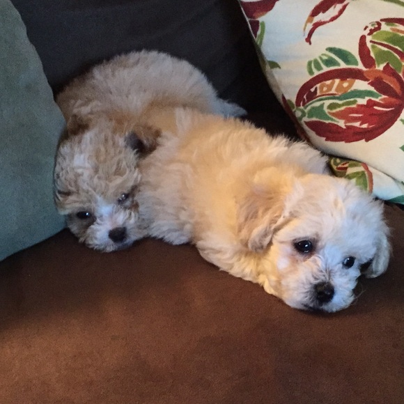 My new babies! ❤️🐾