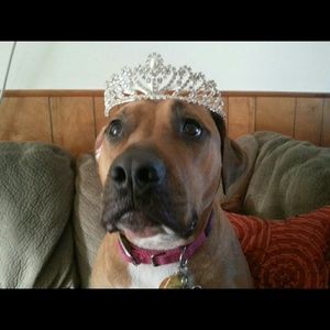 Wedding Tiara (pup not included)