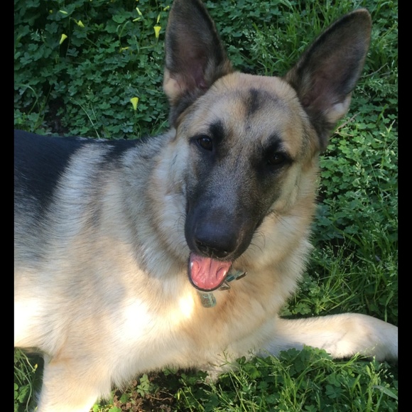 Jemmy the German - Picture 2 of 4