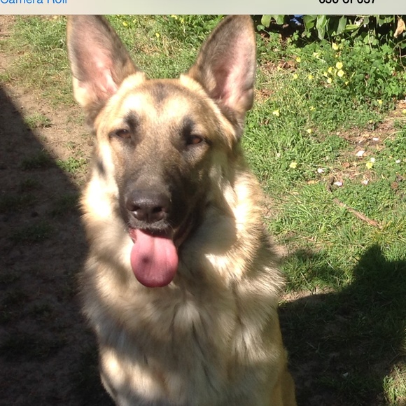 Jemmy the German - Picture 4 of 4