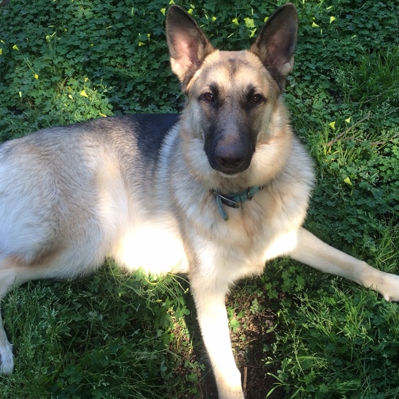 Jemmy the German - Picture 3 of 4