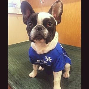 Kentucky dog jersey