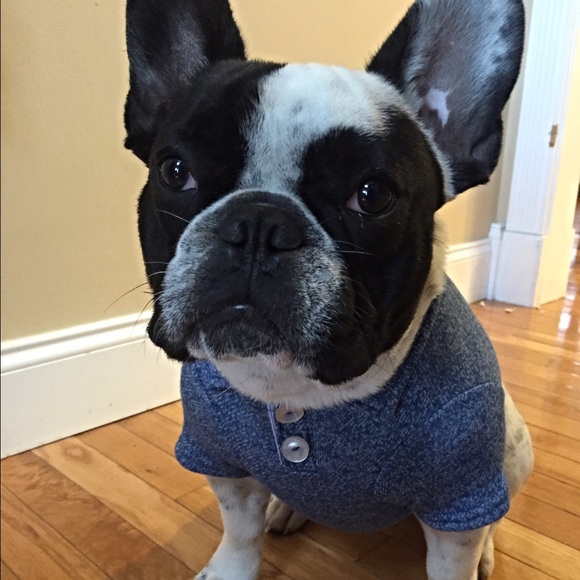 Doggy button up shirt and rain coat