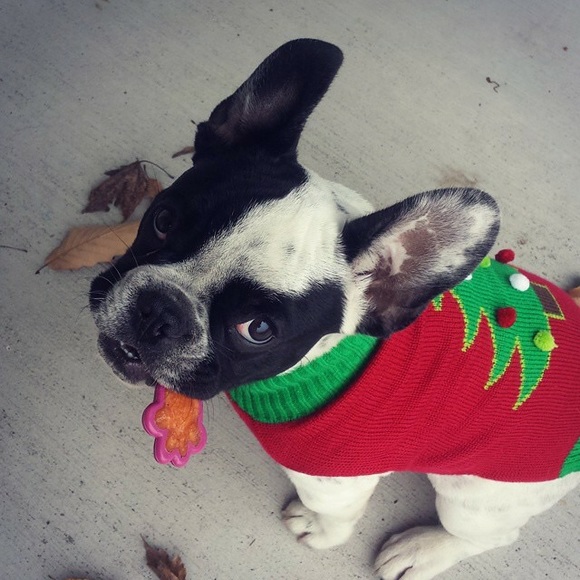 Christmas doggy sweater