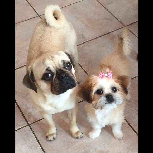 ❤️❤️❤️NOT FOR SALE!  I wanted to share our PUPPIES - Picture 2 of 5