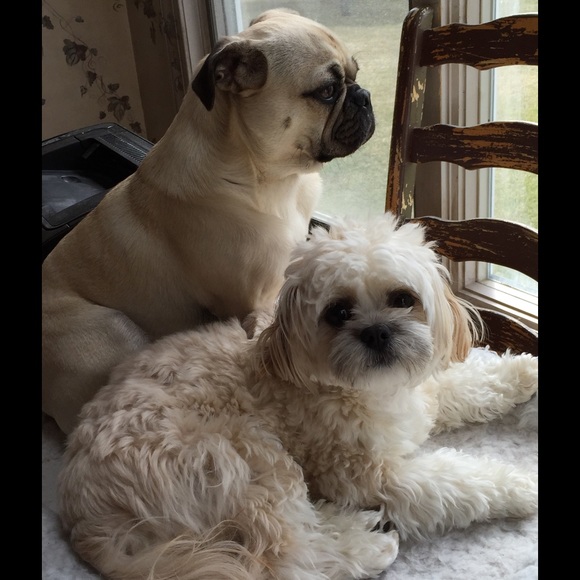 ❤️❤️❤️NOT FOR SALE!  I wanted to share our PUPPIES - Picture 3 of 5