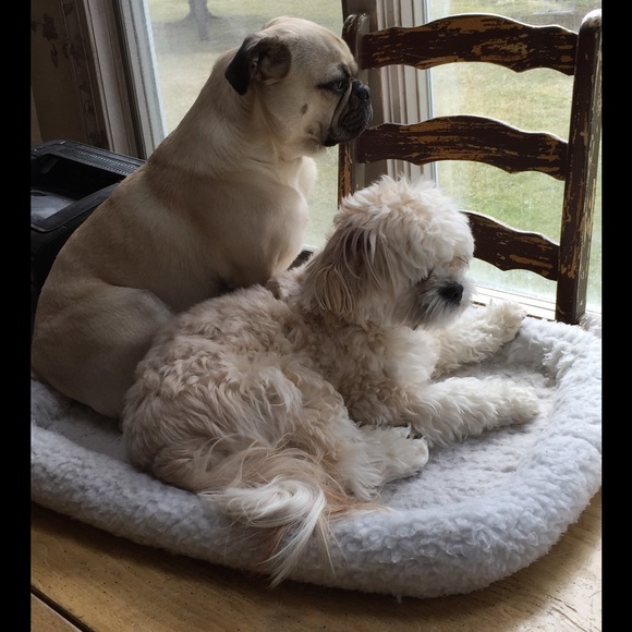 ❤️❤️❤️NOT FOR SALE!  I wanted to share our PUPPIES - Picture 4 of 5