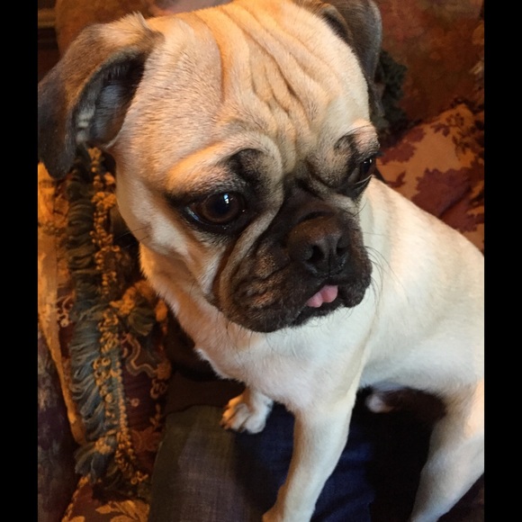 ❤️❤️❤️NOT FOR SALE!  I wanted to share our PUPPIES - Picture 5 of 5