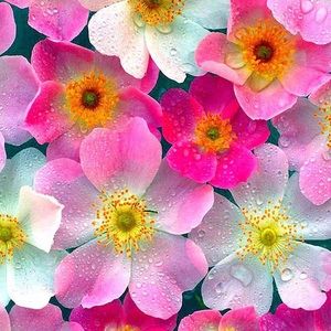 Bundle for Kaitlyn🌸