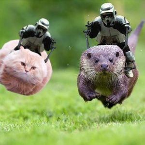 bundle for @lonerlauren