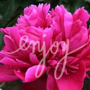 ❤️dress for gkimcoon