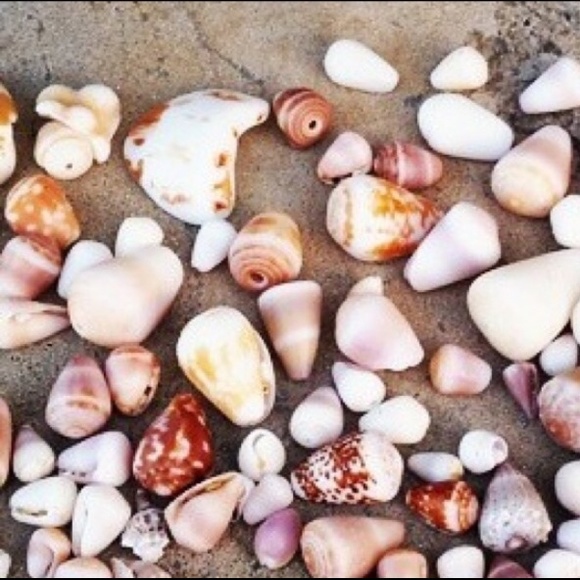 Maui shells
