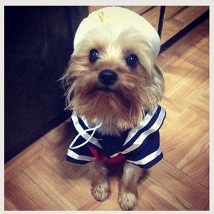 Yorkie sailor costume