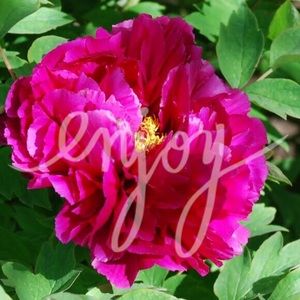 ❤️bundle for nickelgirl