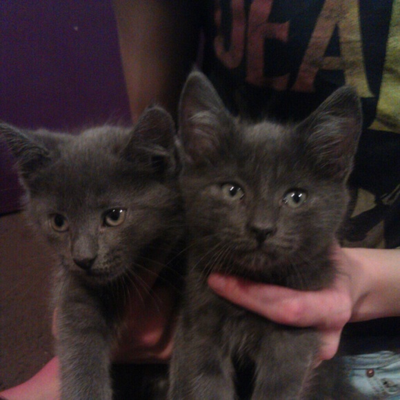 Free female kittens - Picture 1 of 1