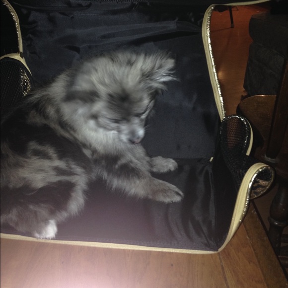 My puppy in the leopard print bag