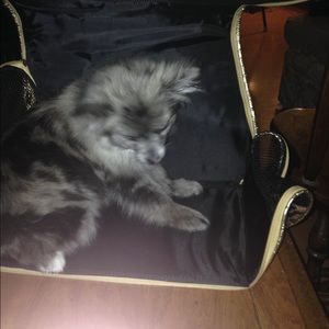 My puppy in the leopard print bag