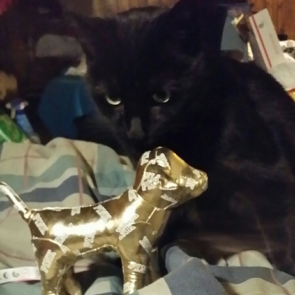 ISO VS DOGS FOR TRADE!!