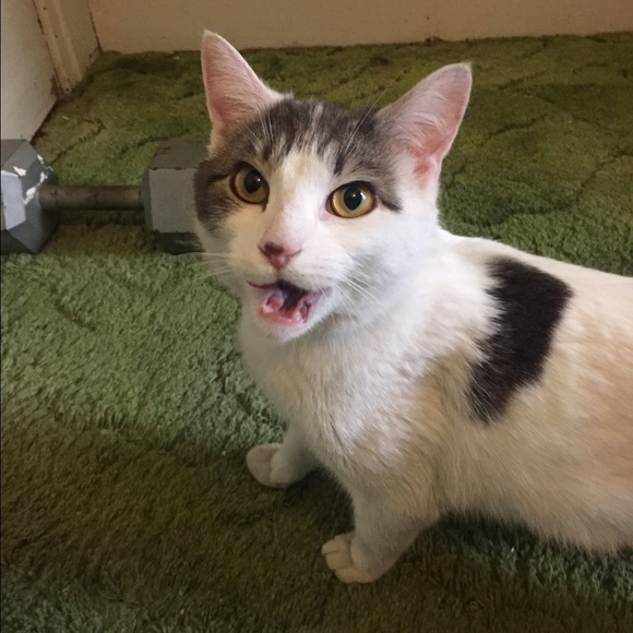 Bundle of VS pants, dogs and shoes!