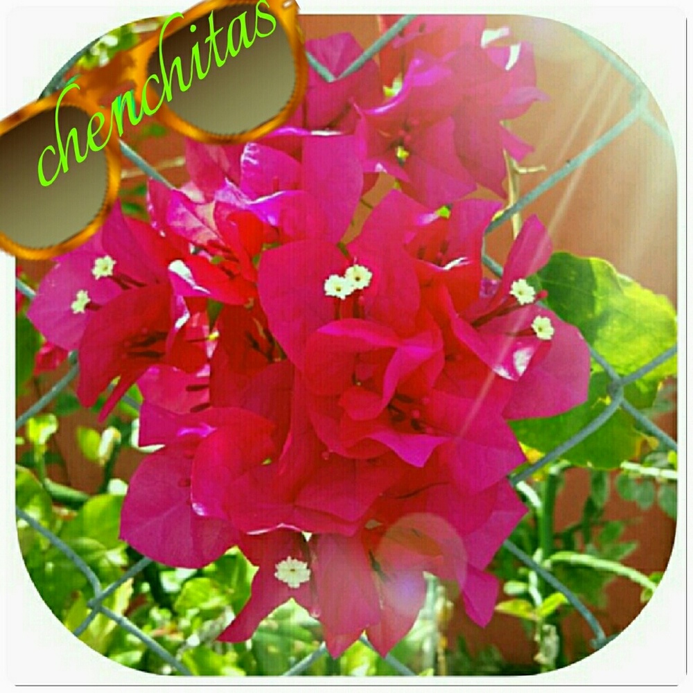 Floridian Hello from Chenchitas closet