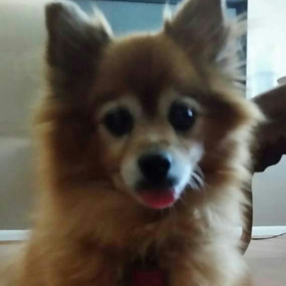 Meet your posher! Bundle from us. - Picture 3 of 4