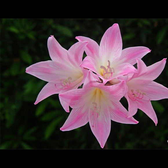 🌺Meet Your Seller😄 POSH AMBASSADOR 🌷 - Picture 2 of 3