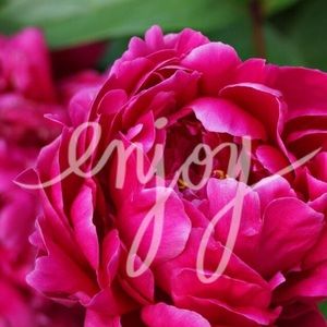 ❤️dress for kelsymccartney