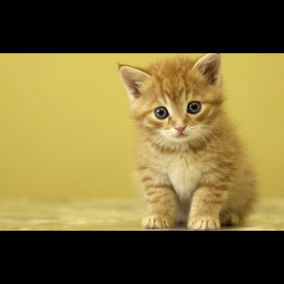 BUNDLE 💖👼🎉💄✨