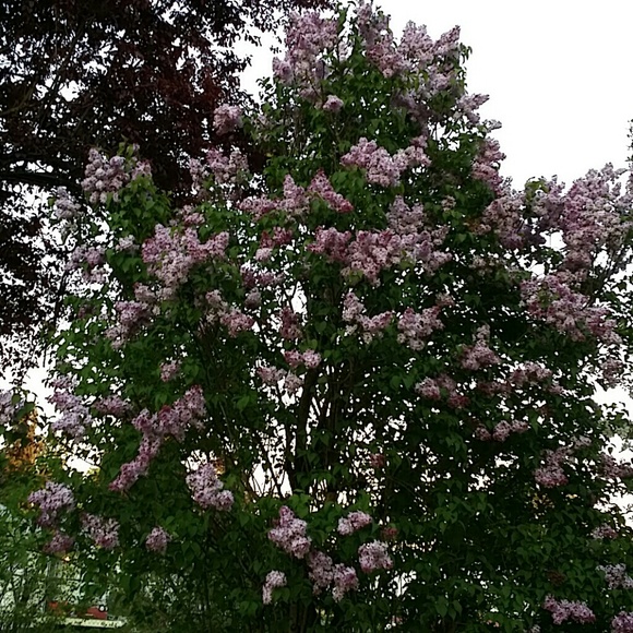 To All Those Who Have Lost Loved One's