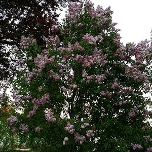 To All Those Who Have Lost Loved One's