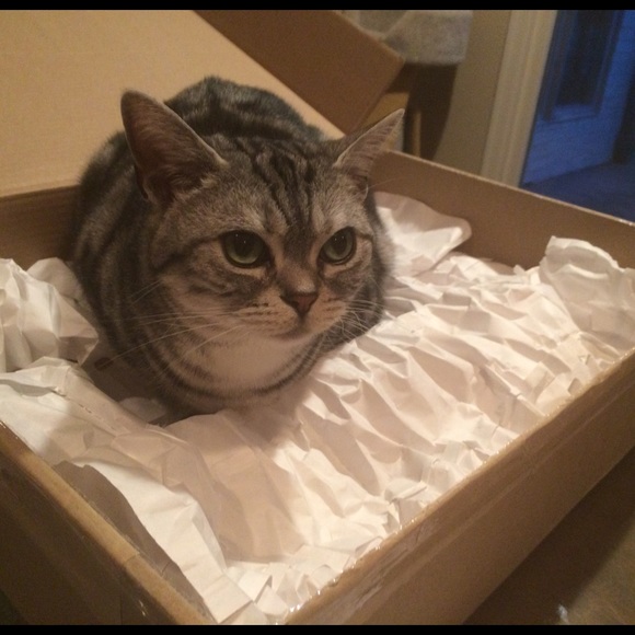 Tesla and Mobi celebrating my new Posh purchase - Picture 1 of 3